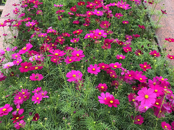 西宁活动鲜花布置-室外环境艺术